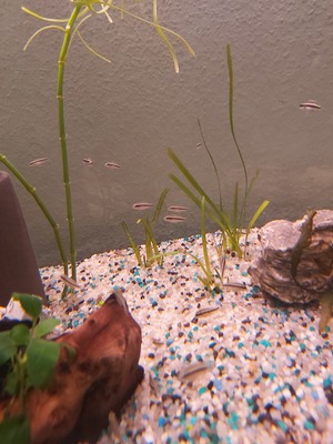 Purpurprachtbarsch Jungtier - unbekannt