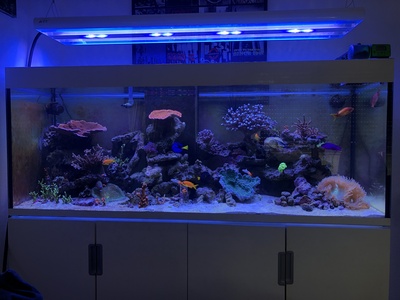 Salzwasser Aquarium komplett 500 Liter