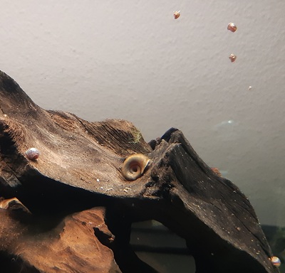 Schnecken Süsswasser Jungtier - unbekannt