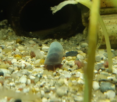 Schnecken Süsswasser Jungtier - unbekannt