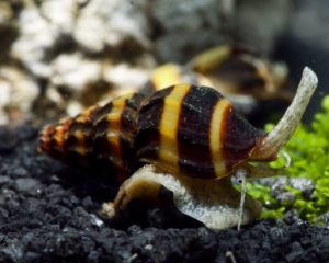 Schnecken Süsswasser - unbekannt