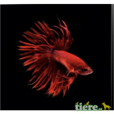 Siamesischer Kampffisch - männlich