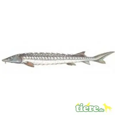 Störe