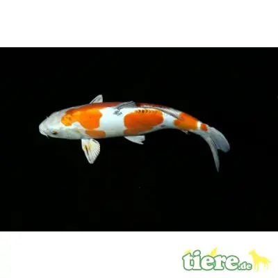 Störe