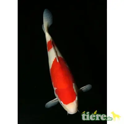 Störe