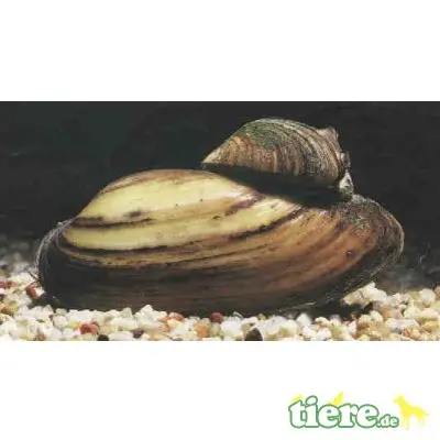Störe