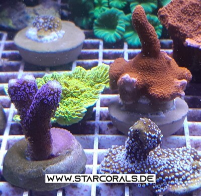 Verkaufe Acropora, Calaustrea, Enchinopora, Goniopora, Millepora und viele andere Korallen Jungtier - unbekannt