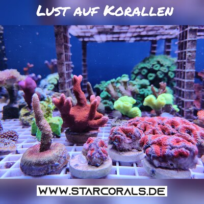 Verkaufe viele Korallen in Oberhausen und NRW (Acropora, Calaustrea, Enchinopora, Goniopora, Millepora u.a.) - unbekannt