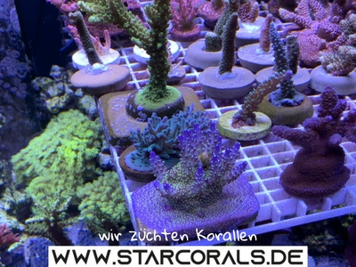 Verkaufe viele Korallen in Oberhausen und NRW (Acropora, Calaustrea, Enchinopora, Goniopora, Millepora u.a.) - unbekannt 5