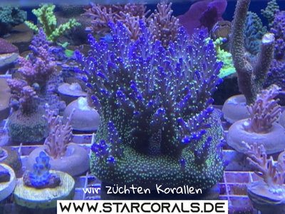 Verkaufe viele Korallen in Oberhausen und NRW (Acropora, Calaustrea, Enchinopora, Goniopora, Millepora u.a.) - unbekannt 6