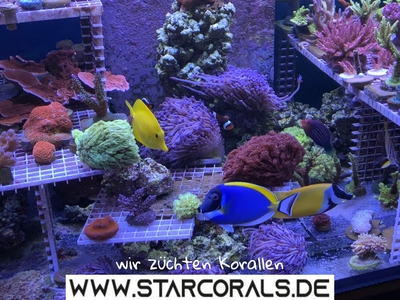 Verkaufe viele Korallen in Oberhausen und NRW (Acropora, Calaustrea, Enchinopora, Goniopora, Millepora u.a.) - unbekannt
