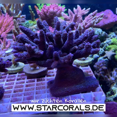 Verkaufe viele Korallen in Oberhausen und NRW (Acropora, Calaustrea, Enchinopora, Goniopora, Millepora u.a.) - unbekannt 10