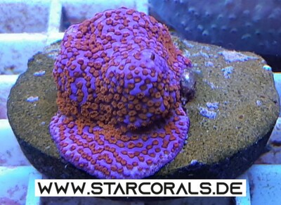 Verkaufe viele Korallen in Oberhausen und NRW (Acropora, Calaustrea, Enchinopora, Goniopora, Millepora u.a.) - unbekannt 12
