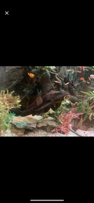 Wabenschilderwels - unbekannt