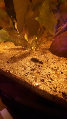 Welse Jungtier - unbekannt