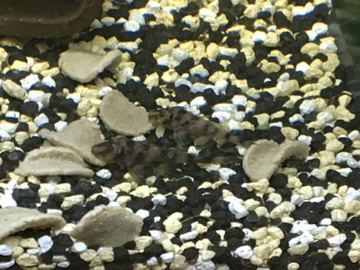 Zonancystrus sp. (L 052) Jungtier - unbekannt