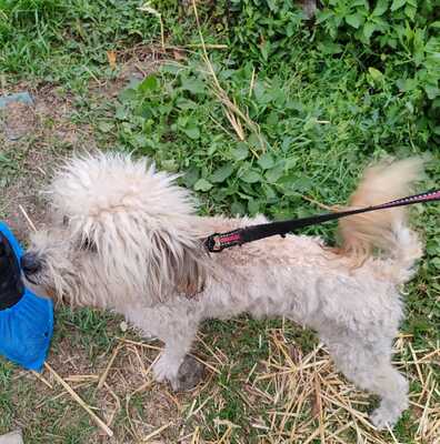 5,5 kg Wuschelfell und ein ganz besonderer kleiner Bub, Mischling - Rüde