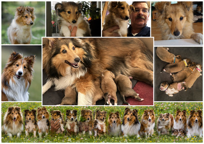 5 Sheltiewelpen, 3 Mädchen, 2 Jungs, abzugeben ab dem 16.06.2026