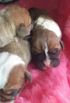 A-Wurf, Continental Bulldog Welpen - Hündin