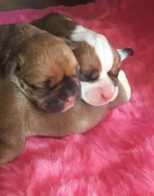 A-Wurf, Continental Bulldog Welpen - Hündin