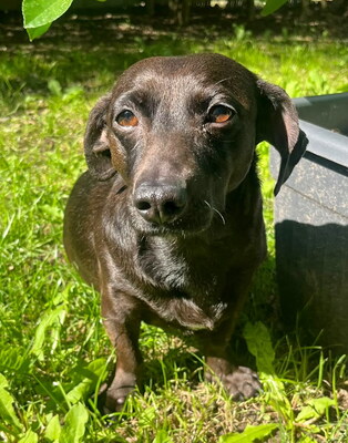 ABBY - sehr lieb und fröhlich, neugierig, kuschelt gern, gelehrig