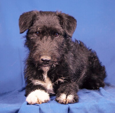 ABEL - lieb und anhänglich, lebhaft, gelehrig, katzenverträglich, anfangs schüchtern, Mischling - Rüde