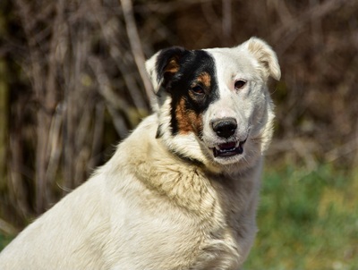 ABIGAIL S266, Mischling - Hündin