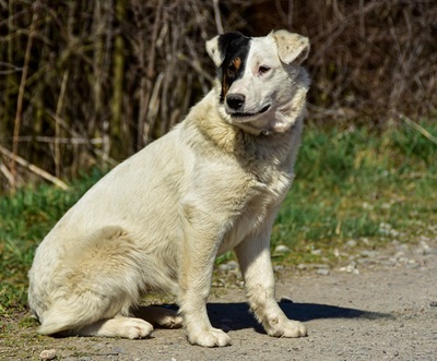 ABIGAIL S266, Mischling - Hündin