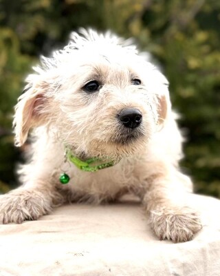 ADA - kleine liebe Mischlingshündin sucht ❤️❤️❤️, Malteser-Mischling Welpen - Hündin