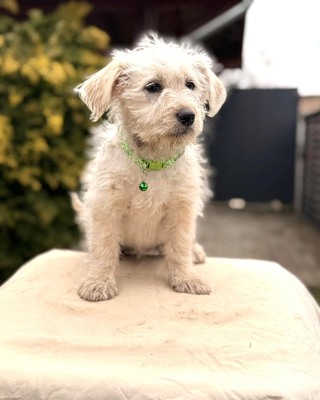 ADA - kleine liebe Mischlingshündin sucht ❤️❤️❤️, Malteser-Mischling Welpen - Hündin