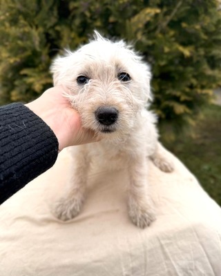 ADA - kleine liebe Mischlingshündin sucht ❤️❤️❤️, Malteser-Mischling Welpen - Hündin