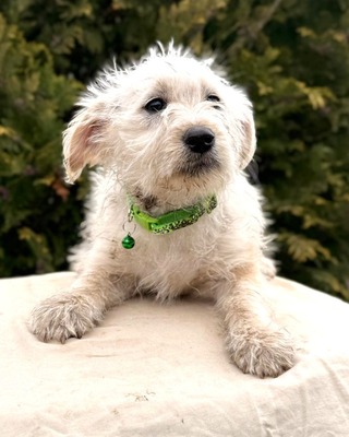 ADA - kleine liebe Mischlingshündin sucht ❤️❤️❤️, Malteser-Mischling Welpen - Hündin