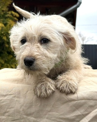 ADA - kleine liebe Mischlingshündin sucht ❤️❤️❤️, Malteser-Mischling Welpen - Hündin