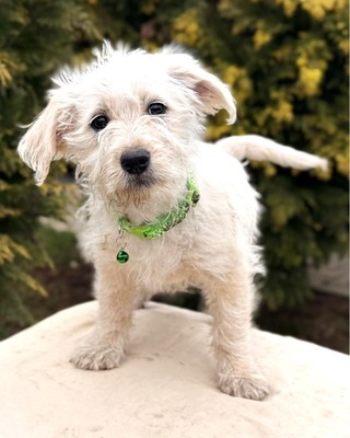 ADA - kleine liebe Mischlingshündin sucht ❤️❤️❤️, Mischling Welpen - Hündin