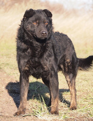 ADRIAN - sehr lieb, anhänglich, intelligent, lebhaft, neugierig, als Zweithund zu einer Hündin, anfangs etwas ängstlich
