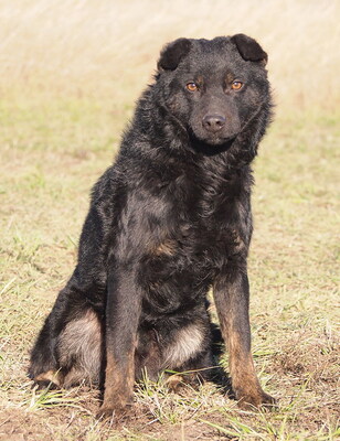 ADRIAN - sehr lieb, anhänglich, intelligent, lebhaft, neugierig, als Zweithund zu einer Hündin, anfangs etwas ängstlich, Mischling - Rüde