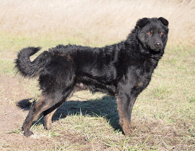 ADRIAN - sehr lieb, anhänglich, intelligent, lebhaft, neugierig, als Zweithund zu einer Hündin, anfangs etwas ängstlich, Mischling - Rüde