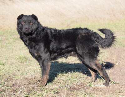 ADRIAN - sehr lieb, anhänglich, intelligent, lebhaft, neugierig, als Zweithund zu einer Hündin, anfangs etwas ängstlich, Mischling - Rüde