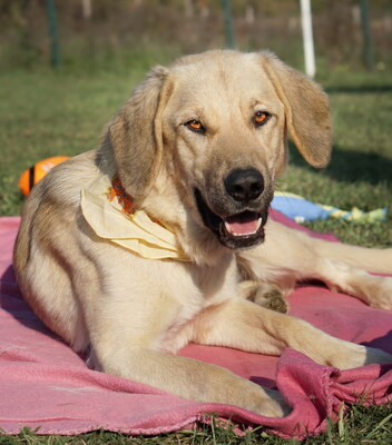 AGATHA - R E S E R V I E R T !!!!! verschmust, anhänglich, gutmütig, aktiv, übermütig, verspielt, gesellig, menschenbezogen, freundlich, Mischling (Video auf HP) - Hündin