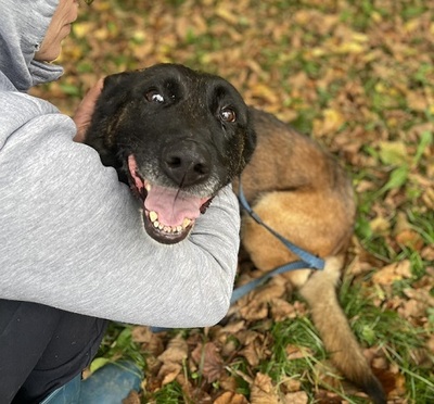 AIDA, Malinois-Mischling - Hündin