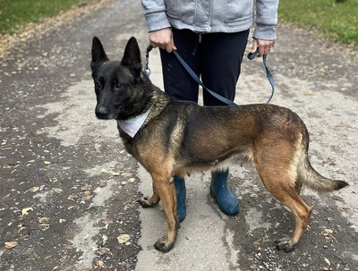 AIDA, Malinois-Mischling - Hündin