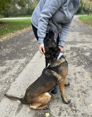 AIDA, Malinois-Mischling - Hündin