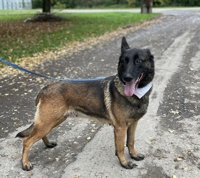 AIDA, Malinois-Mischling - Hündin