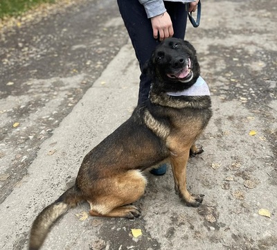 AIDA, Malinois-Mischling - Hündin