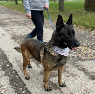 AIDA, Malinois-Mischling - Hündin