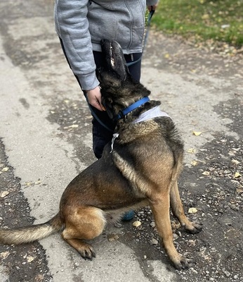 AIDA, Malinois-Mischling - Hündin