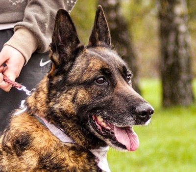AIDA, Malinois-Mischling - Hündin