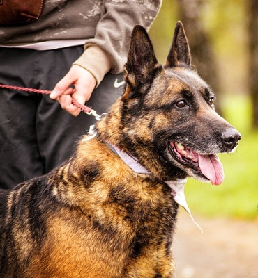 AIDA, Malinois-Mischling - Hündin