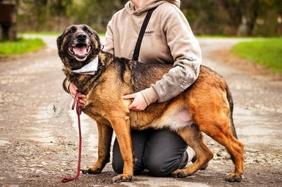 AIDA, Malinois-Mischling - Hündin