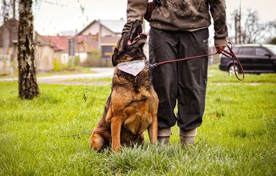 AIDA, Malinois-Mischling - Hündin